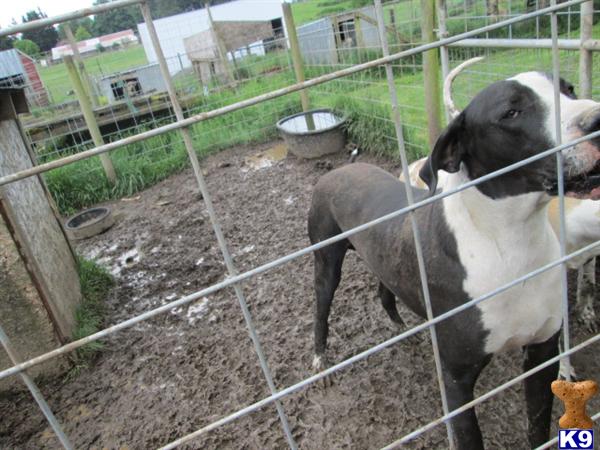 Stud Dogs - Great Dane